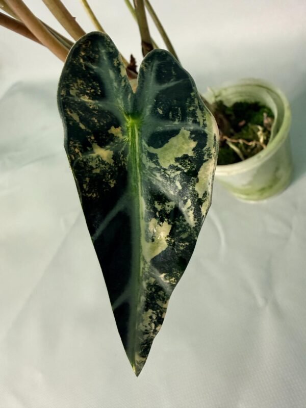 Alocasia Bambino Variegata Aurea – Specimen #26.05.19.02 - Image 10