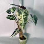 Alocasia Bambino Variegata Aurea – Specimen #26.05.19.02