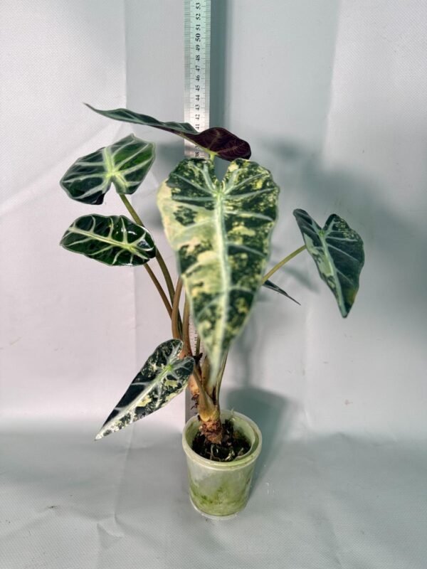 Alocasia Bambino Variegata Aurea – Specimen #26.05.19.02