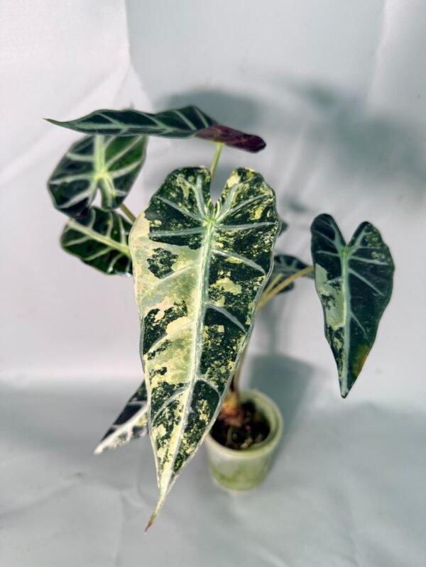 Alocasia Bambino Variegata Aurea – Specimen #26.05.19.02 - Image 2