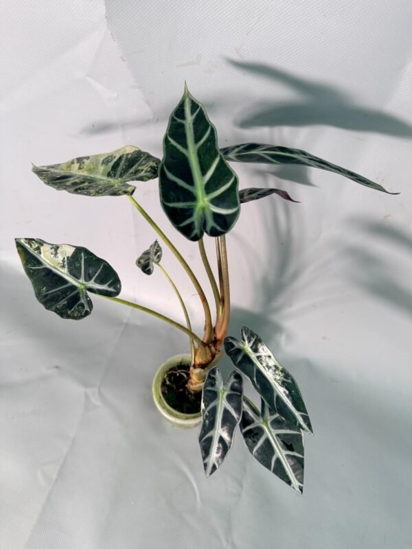 Alocasia Bambino Variegata Aurea – Specimen #26.05.19.02 - Image 3