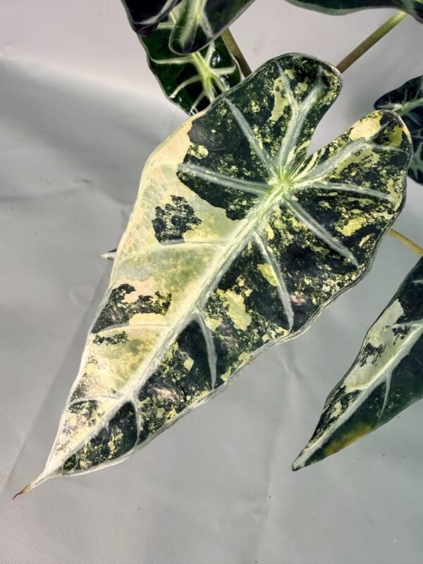 Alocasia Bambino Variegata Aurea – Specimen #26.05.19.02 - Image 6