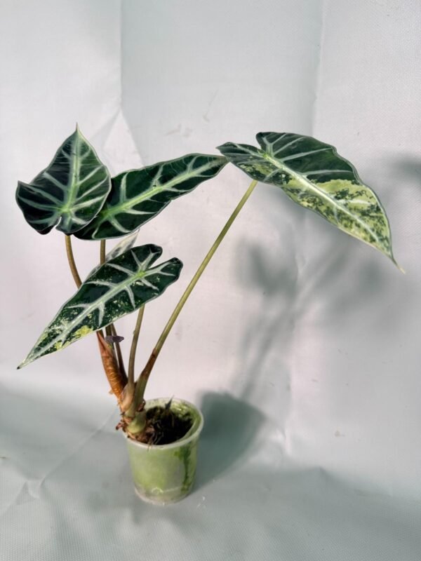 Alocasia Bambino Variegata Aurea – Specimen #26.05.19.03 - Image 2