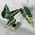 Alocasia Bambino Variegata Aurea – Specimen #26.05.19.03