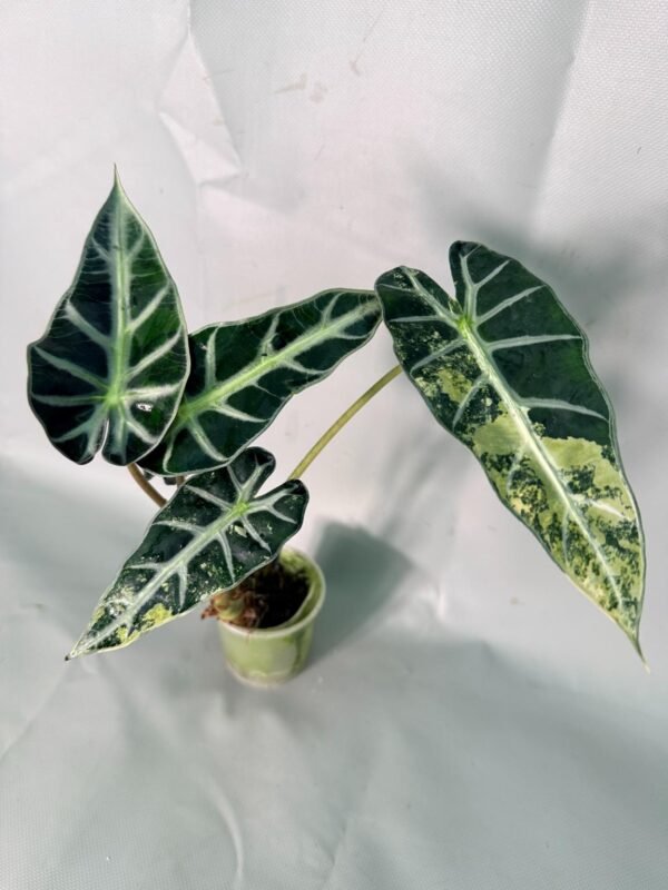 Alocasia Bambino Variegata Aurea – Specimen #26.05.19.03
