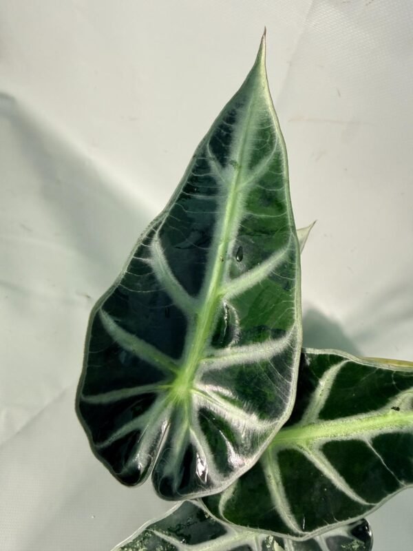 Alocasia Bambino Variegata Aurea – Specimen #26.05.19.03 - Image 5