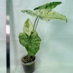 Alocasia Macrorrhiza Variegata – Specimen #26.06.23.15
