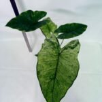 Alocasia Macrorrhiza Variegata – Specimen #26.06.23.18