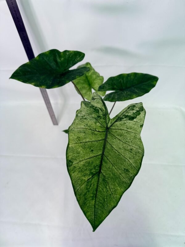 Alocasia Macrorrhiza Variegata – Specimen #26.06.23.18