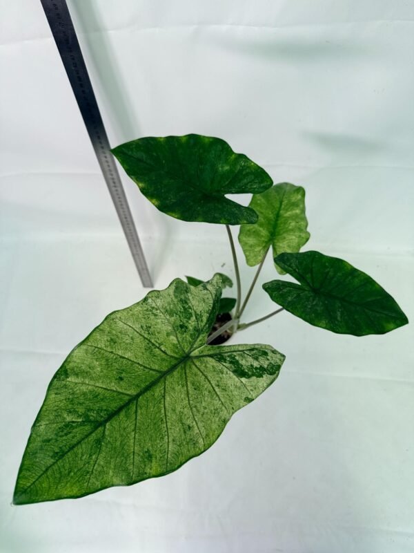 Alocasia Macrorrhiza Variegata – Specimen #26.06.23.18 - Image 8