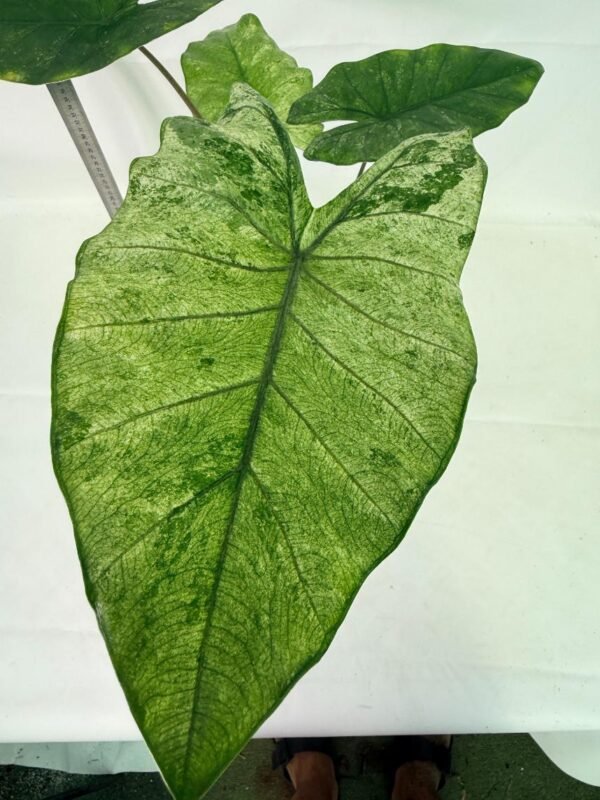 Alocasia Macrorrhiza Variegata – Specimen #26.06.23.18 - Image 2