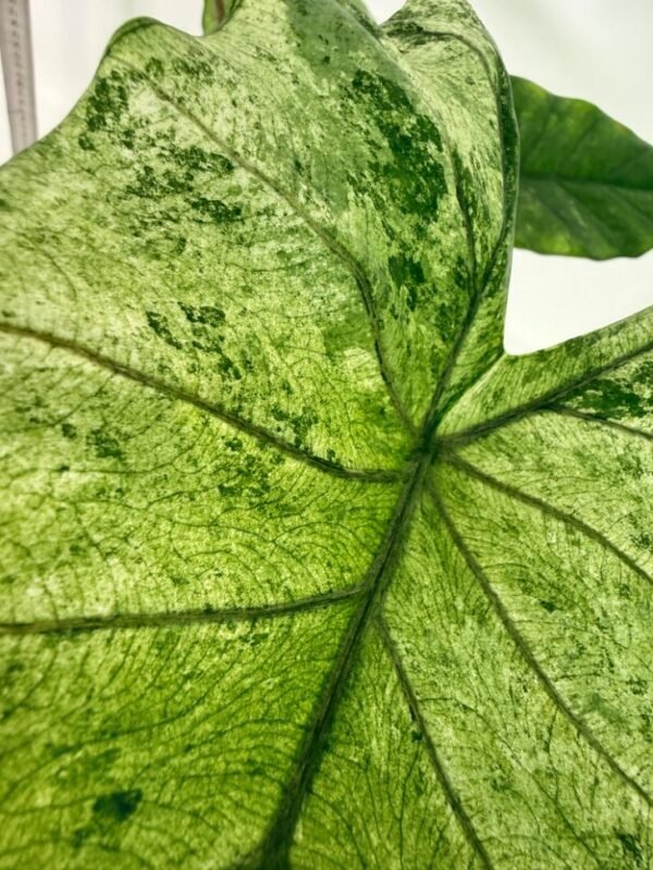 Alocasia Macrorrhiza Variegata – Specimen #26.06.23.18 - Image 4