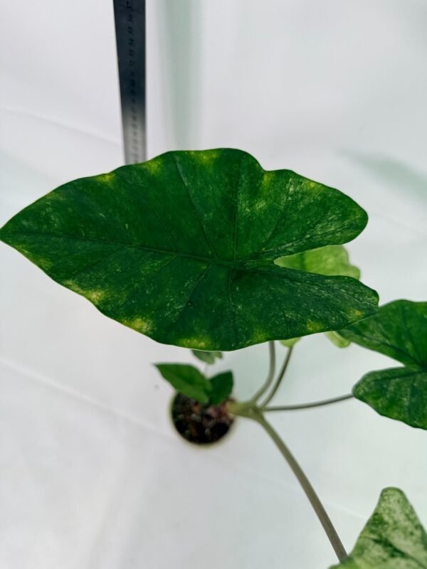 Alocasia Macrorrhiza Variegata – Specimen #26.06.23.18 - Image 10