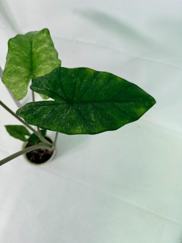 Alocasia Macrorrhiza Variegata – Specimen #26.06.23.18 - Image 5