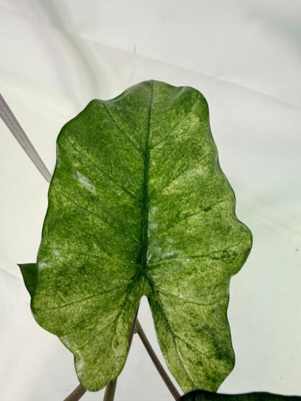Alocasia Macrorrhiza Variegata – Specimen #26.06.23.18 - Image 7
