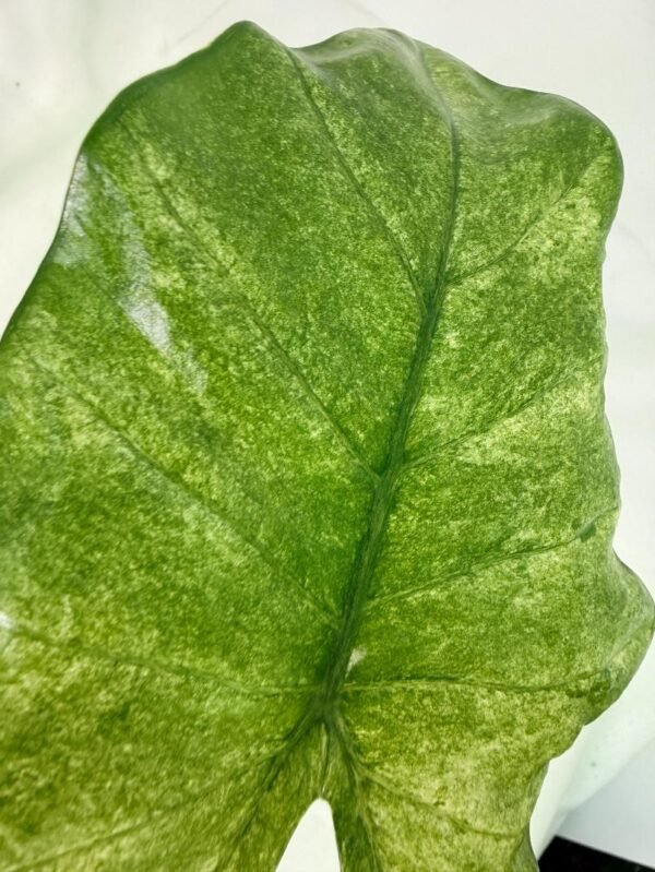 Alocasia Macrorrhiza Variegata – Specimen #26.06.23.18 - Image 9