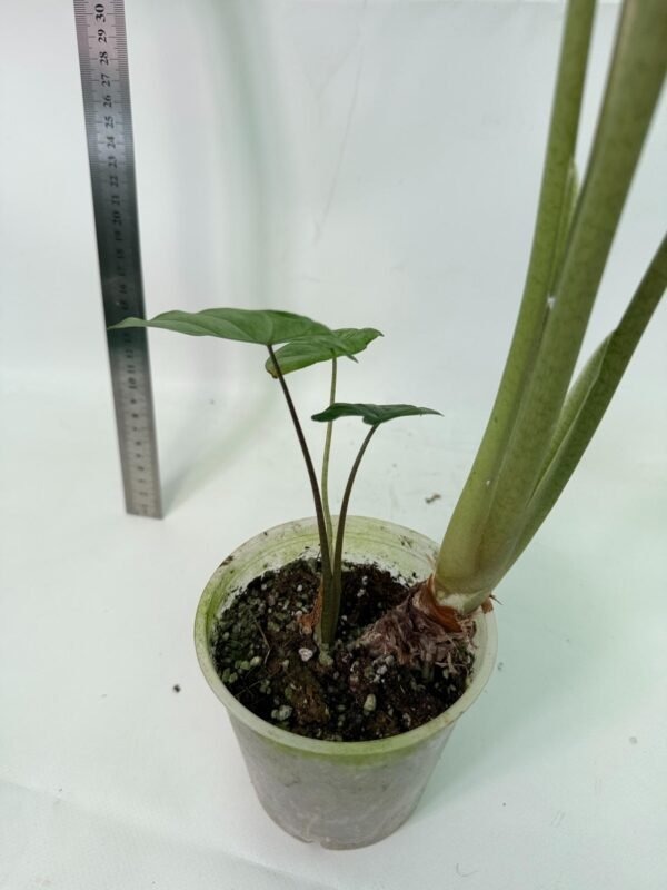 Alocasia Macrorrhiza Variegata – Specimen #26.06.23.18 - Image 6