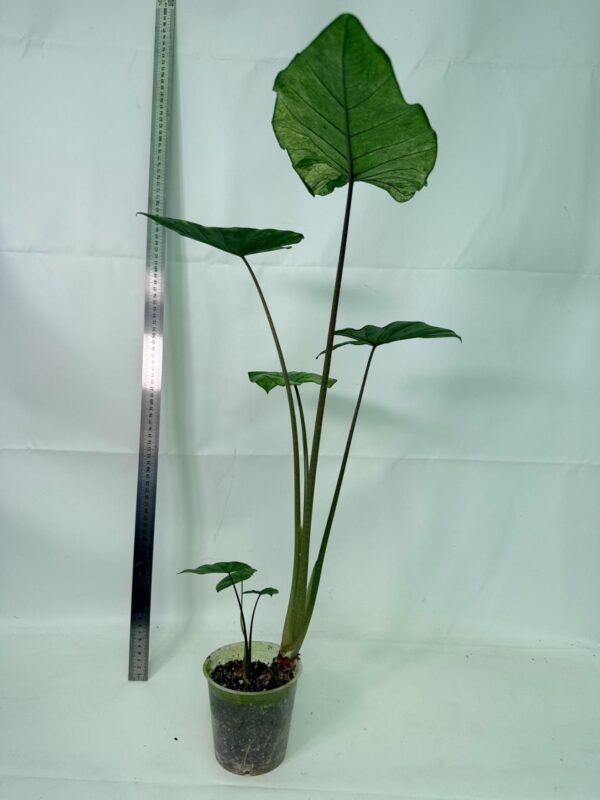 Alocasia Macrorrhiza Variegata – Specimen #26.06.23.18 - Image 3