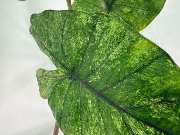Alocasia Macrorrhiza Variegata – Specimen #26.06.23.20 - Image 3