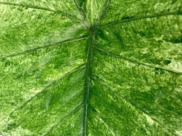 Alocasia Macrorrhiza Variegata – Specimen #26.06.23.20 - Image 8