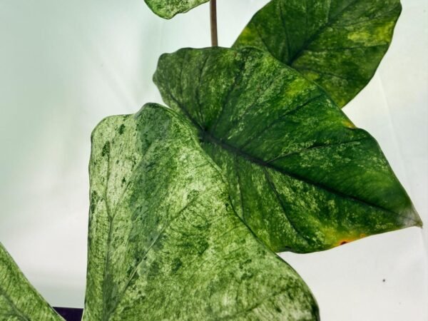 Alocasia Macrorrhiza Variegata – Specimen #26.06.23.20 - Image 4