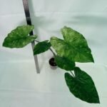 Alocasia Macrorrhiza Variegata – Specimen #26.06.23.20