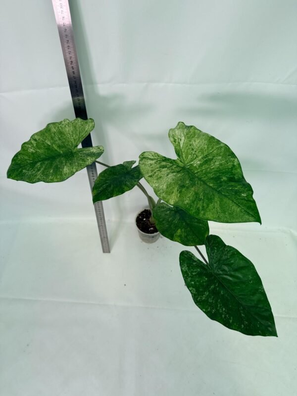 Alocasia Macrorrhiza Variegata – Specimen #26.06.23.20