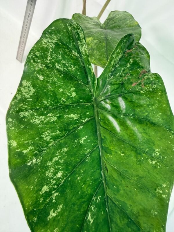 Alocasia Macrorrhiza Variegata – Specimen #26.06.23.20 - Image 5