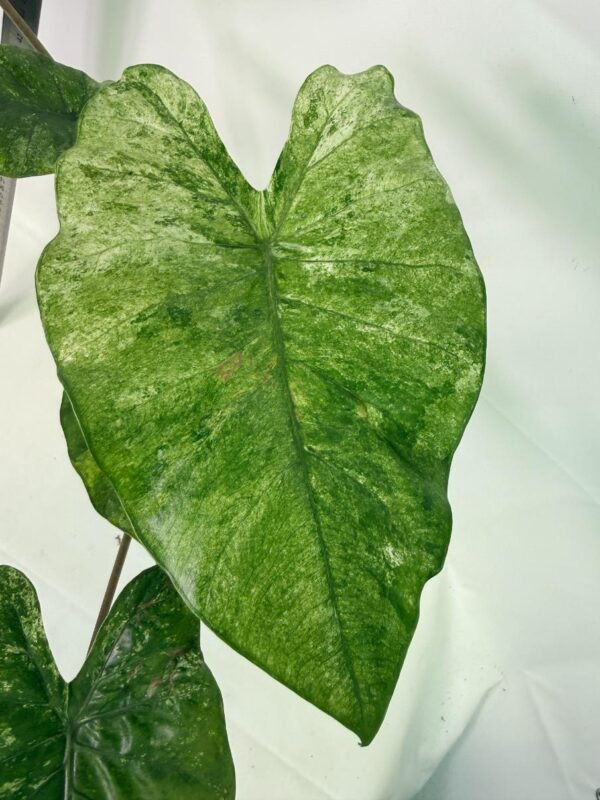 Alocasia Macrorrhiza Variegata – Specimen #26.06.23.20 - Image 6