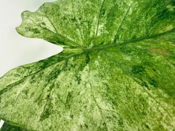 Alocasia Macrorrhiza Variegata – Specimen #26.06.23.20 - Image 2
