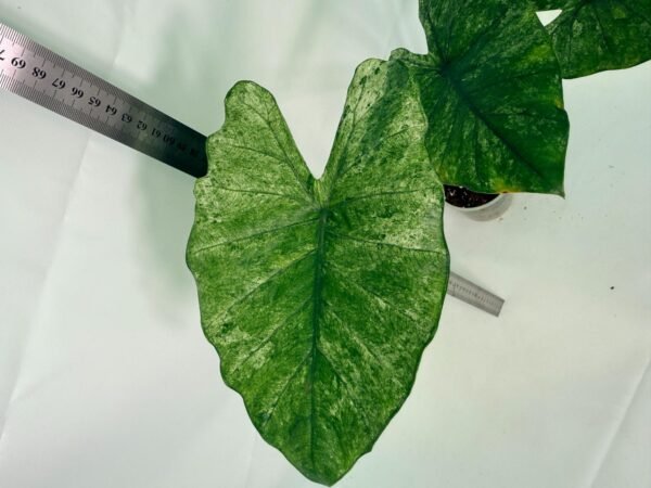 Alocasia Macrorrhiza Variegata – Specimen #26.06.23.20 - Image 7