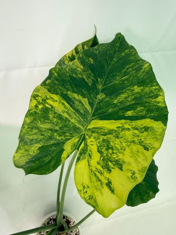 Alocasia Odora Variegata Aurea XL - Image 2