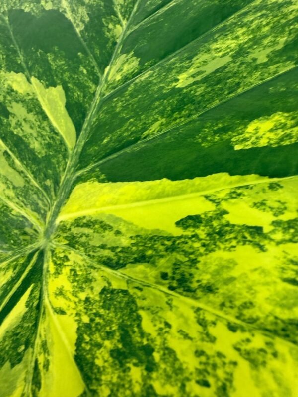 Alocasia Odora Variegata Aurea XL - Image 3