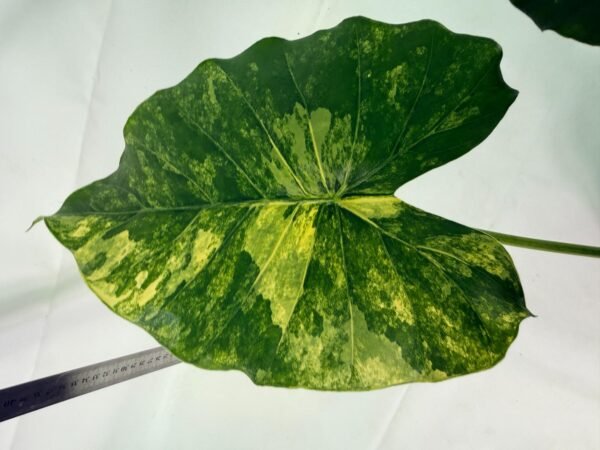 Alocasia Odora Variegata Aurea XL - Image 9