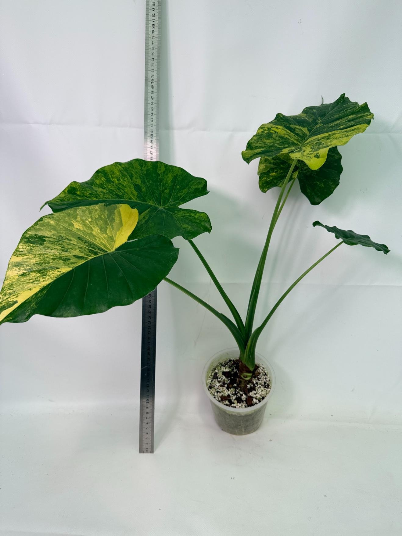 Rare Alocasia Variegata Aurea