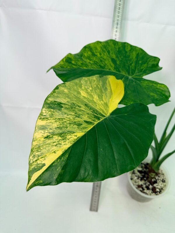 Alocasia Odora Variegata Aurea XL - Image 6