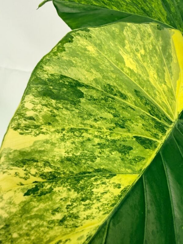 Alocasia Odora Variegata Aurea XL - Image 7