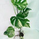 Monstera Albo Variegata XXL – Specimen #26.06.18.10