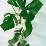 Monstera Albo Variegata XXL – Specimen #26.06.18.11