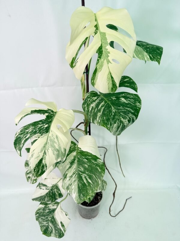 Monstera Albo Variegata XXL – Specimen #26.06.18.12
