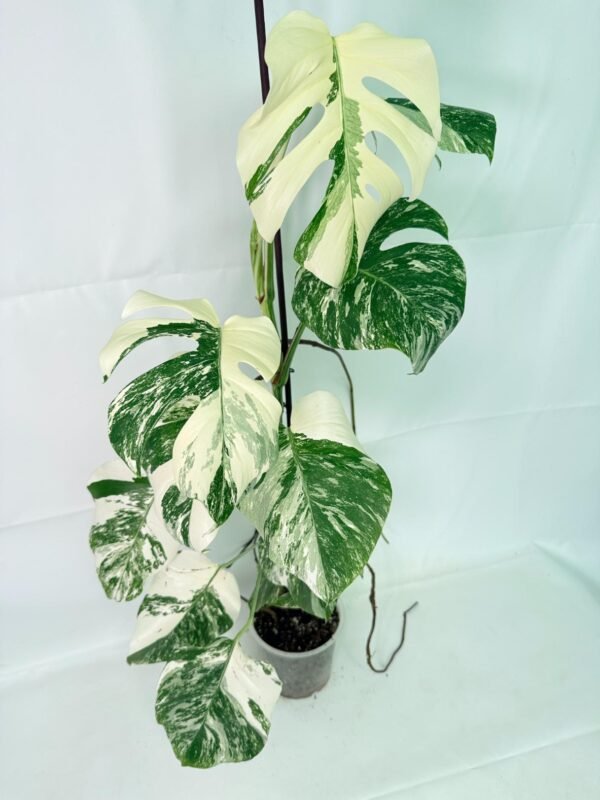 Monstera Albo Variegata XXL – Specimen #26.06.18.12 - Image 9