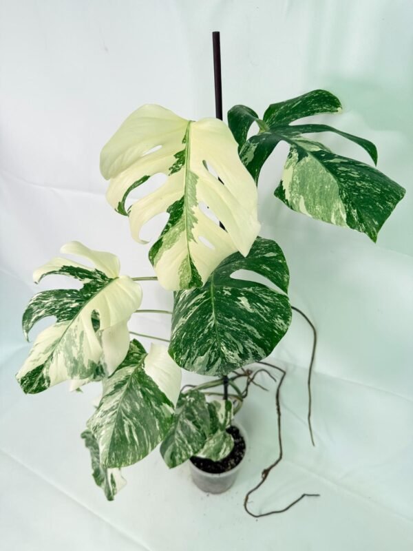 Monstera Albo Variegata XXL – Specimen #26.06.18.12 - Image 3
