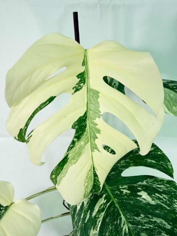 Monstera Albo Variegata XXL – Specimen #26.06.18.12 - Image 4
