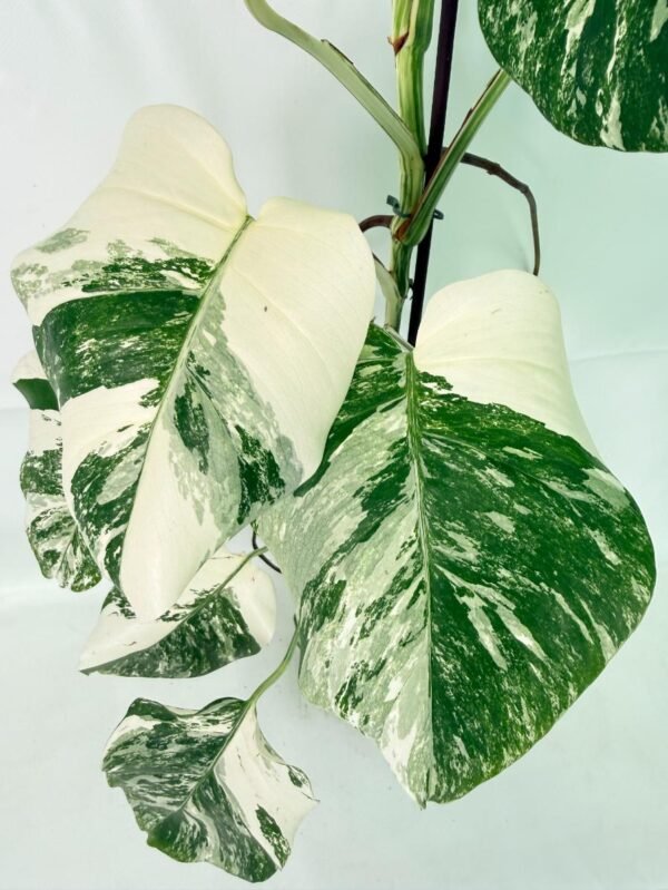 Monstera Albo Variegata XXL – Specimen #26.06.18.12 - Image 6