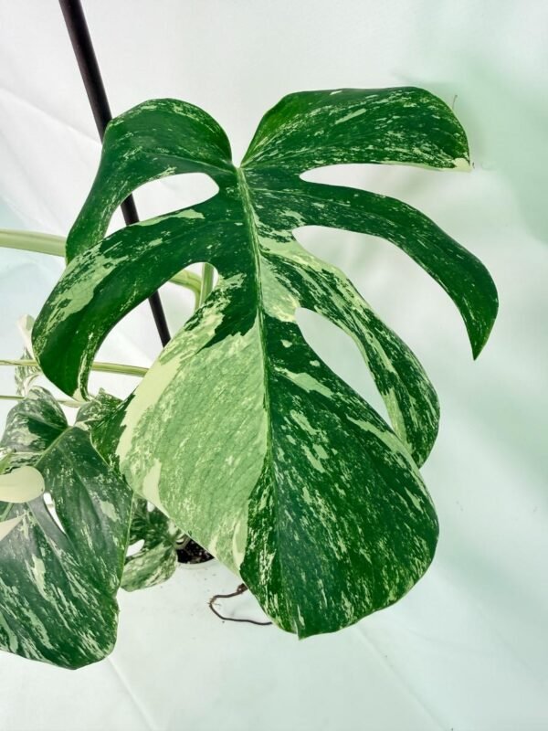 Monstera Albo Variegata XXL – Specimen #26.06.18.12 - Image 7