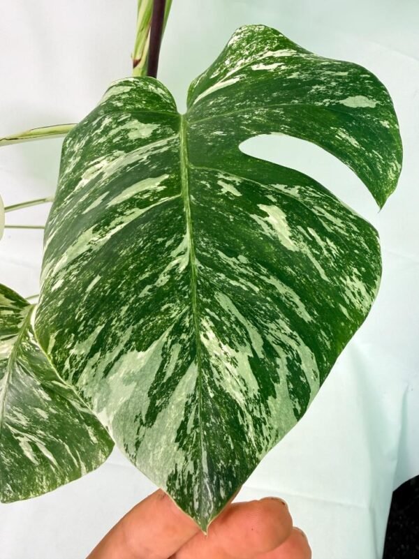 Monstera Albo Variegata XXL – Specimen #26.06.18.12 - Image 8
