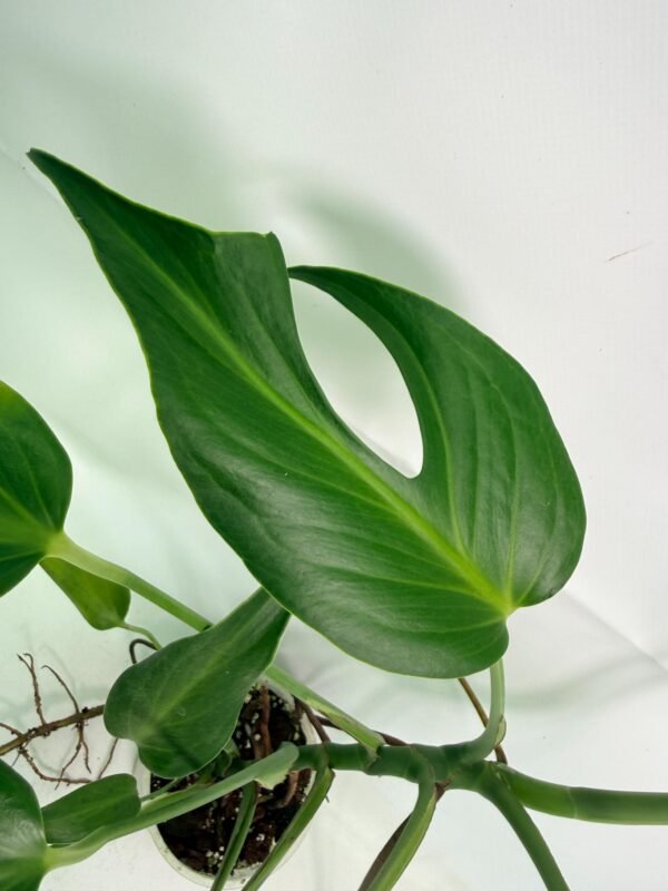 Monstera Burle Marx Flame XL - Image 4