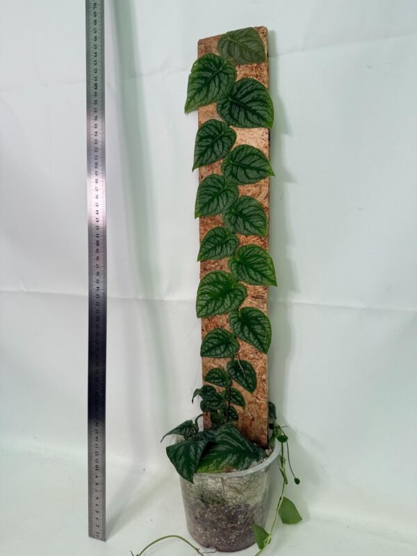 Monstera Dubia - Image 5