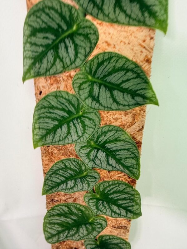 Monstera Dubia - Image 11