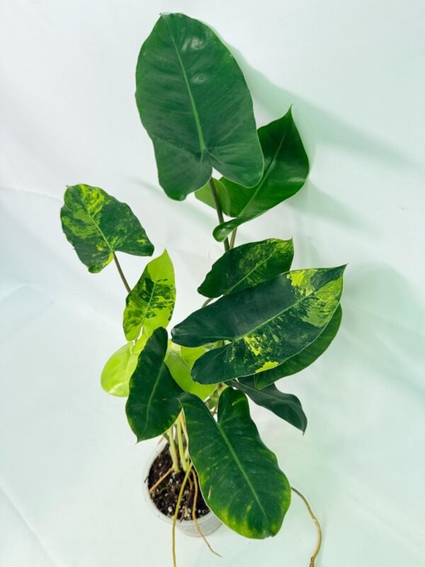 Philodendron Burle Marx Variegata – Specimen #26.25.06.18 - Image 7